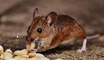 24 Hour & Emergency Exterminators in White Sands National Monumen, NM